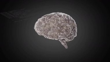 Başlangıçta, yarı saydam üç boyutlu beyin modeli ortaya çıkıyor, nöral aktivite görselleştirmesi için sola dönüyor. Sinirsel, bilişsel, teknoloji, yenilik, dijital, bilim, eğitim