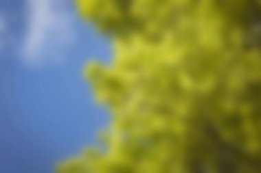 Blurry of autumn trees on a sunny day