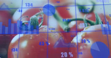 Oynatma çubuğu grafiğinde artış ve pasta grafiği domates kümesindeki verimlilik artışını gösteriyor. Üretim, veri görselleştirme, dijital kaplama, tazelik, tarım, büyüme, teknoloji