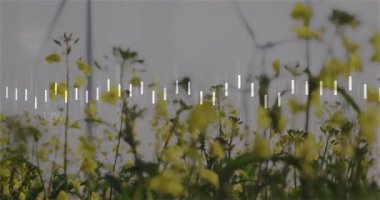 Düşük açılı çiçek görüntüsü nabız ölçmeye başlıyor, grafiği takip ediyor, türbinlere doğru eğiliyor ve çıkışı gösteriyor. Enerji, yenilenebilir, senkronizasyon, sürdürülebilirlik, teknoloji, çevre, yenilik