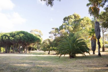 Güneşli bir günde parkta büyüyen ağaçlar