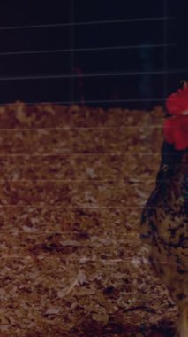 Veri analizi animasyon örtüsüyle yerde yürüyen tavuk. Kümes hayvanları, veri görselleştirme, tarım, tarım, teknoloji, analitik