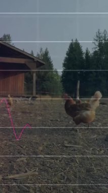 Kırsal bölgedeki kümes yakınlarında gezinen tavukların grafikleri ve veri analizleri. Tarım, tarım, çiftlik hayvanları, kümes hayvanları, görselleştirme