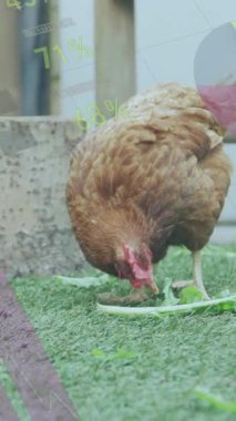 Çimenlikteki tavuğun üzerinde veri işleme animasyonu. Hayvan, dijital arayüz ve veri işleme konsepti dijital olarak oluşturulmuş görüntü.