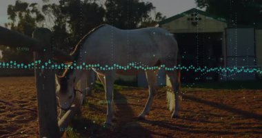 Teal verileri çitlerle örtüşüyor beyaz atın otları kemirmesine ve otlatma verilerini görselleştirmesine neden oluyor. Atlı, köylü, kırsal, teknolojik, manzara, dinginlik, açık hava