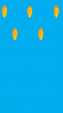 Mavi arka planda sonbahar sarı yapraklarının animasyonu. sonbahar, sonbahar, sezon, doğa, desen ve renk konsepti dijital olarak oluşturulmuş video.