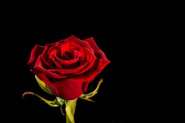 siyah arka plan üzerinde kırmızı bir close-up gül