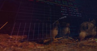 Saman gagalayan civcivler, yarı şeffaf 3D ızgara olarak ortaya çıkıyor ve solmadan önce veri eğilimleri gösteriyor. Kümes hayvanları, tarım, teknoloji, analitik, tarım, yenilik, veri görselleştirme