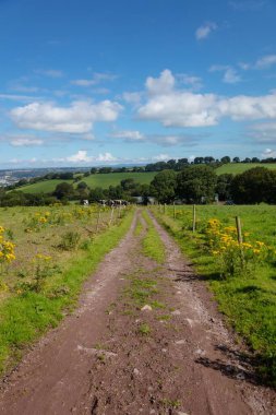 Düz dizayn ahşap çitli toprak yolları ve yuvarlanan tepelere karşı otlayan inekleri gösteriyor. Rustik, pastoral, manzara, doğa, sükunet, kırsal, tarım
