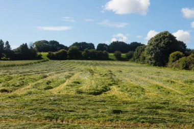 Kırsalda yeşil bir alan