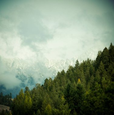 Sisli havada ağaçların alçak açılı görüntüsü