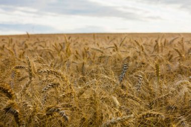 Olgun altın buğday sapları bulutlu gökyüzünün altında düz tasarım resimleriyle ufukta sallanıyor. Tarım, kırsal, doğal, manzara, minimalizm, çevre dostu, hasat