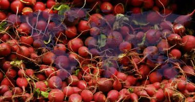 Kırmızı turpların üzerinde kayan doğal ışık kök kıllarını ve parlak derileri ortaya çıkararak tazeliği gösteriyor. Sebzeler, tazelik, organik, pazar, üretim, canlı, kırsal