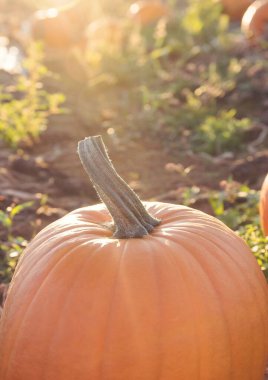 Balkabağının tarlaya yakın plan çekimi