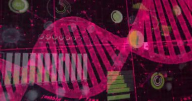 Arayüz etkinleştiriliyor, pembe DNA sarmalları oluşuyor, genetik analizler için çizelgeleri ortaya çıkarırken dönüyor. Futuristik, teknoloji, veri görselleştirme, bilimsel, dijital, analitik, yenilik