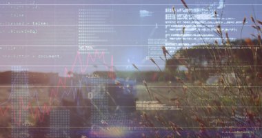 Kırsal yolun yanında uzun çim tohumu başları sallıyor, üzerinde kod ve çizgi grafiği var, kopyalama uzayı. Doğa, dijital, teknoloji, manzara, veri görselleştirme, sükunet, kırsal