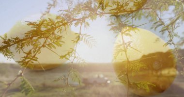 Dikenli yeşil bir dal ve beyaz bir araçla çöl ovasında parlayan sarı diskler. Doğa, gerçeküstü, minimalist, soyut, manzara, jeotermal, mistik