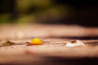 Park yolundaki kuru yaprakların yüzey seviyesi görünümü