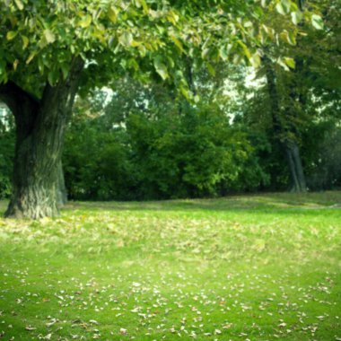 Açık havada, ağaç gövdesini düşmüş yapraklarla kaplı çimlerin arasında gösteriyor. Doğa, orman, manzara, yeşillik, dinginlik, ekosistem, sükunet