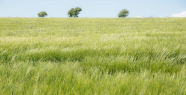 Düz tasarım, üç küçük ağaçla açık gökyüzünün altında sallanan geniş yeşil arpa tarlasını gösteriyor. Pastoral, doğa, sükunet, manzara, eko, organik, kırsal