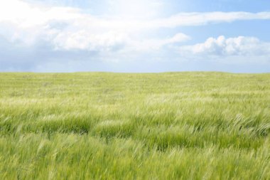 Düz tasarım çizimi, parçalı bulutlu gökyüzünün altında yeşil arpa saplarını sallarken gösteriyor. Doğa, manzara, huzur, kırsal, pastoral, organik, manzaralı