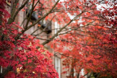 Karşı bina sonbahar Akça ağaç görünümünü düşük açılı