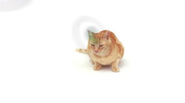 Turuncu tekir kedi etrafında beliren ve yörüngede dolaşan soluk yeşil enerji simgeleri, genel bakış için takip eden kedi. Hayvan, vahşi yaşam, dijital sanat, çevre, sürdürülebilirlik, yenilik, gelecekçi