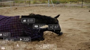 Mor ekose battaniyeli atın üzerinde yüzen sosyal ikonlar nişan için kafa kaldırma taklaları. At, açık hava, köy, eğlence, etkinlik, dijital, doğa