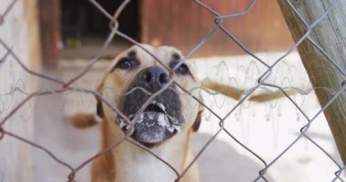 İzleyici, köpüklü köpük köpüklü ağızlık, tel örgüler arasında havlama ve tetikte olma. Köpek, evcil hayvan barınağı, tetikte olmak, açık hava, kırsal alan, tetikte olmak, arkadaşlık etmek.