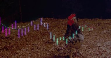 Çizelgeye göre horozun başı kaymış. Çubuklar batmış. Sonra yükselmiş. Kuş, finans, ticaret, gece hayatı, modern, analitik, pazar