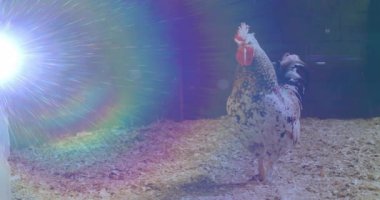 Sol ışıklandırma zemininden mavi-beyaz ışık yanıp sönüyor ve benekli horozlar parıltı altında pozisyon değiştiriyor. Stüdyo, kırsal, kırsal, canlı, vahşi yaşam, gözlem, doğa