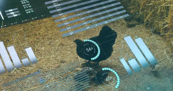 Samanlıkta saman zemindeki siyah tavuğun etrafında saçılmış yumurtalarla holografik çizelgeler sergiliyor. Tarım, çiftlik hayvanları, dijital, fütürist, kırsal, izleme, teknolojik