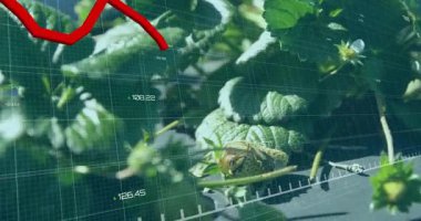 Kırmızı trend çizgisi şebeke üzerinde maddeleşiyor, kamera kurbağa ve olgun çileği gösteriyor. Tarım, bahçıvanlık, dijital analitik, çevre, büyüme, üretkenlik, doğa