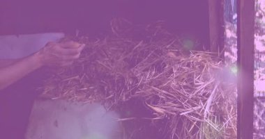 Çiftlik işçisi kolları yuvadaki samandan ayrılır ve hasat için kahverengi yumurtaları toplar. Kırsal, tarım, hasat, kırsal, besin, çiftlik, doğal