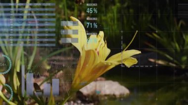 Göl kenarında ortaya çıkan sarı zambak tomurcuğu, büyümeyi gösteren grafikleri örtüyor. Flora, aquatic, nature, visualization, data, ekoloji, growth