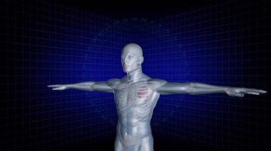 Başlangıçta, gümüş-gri 3D şeffaf model saat yönünde dönüyor ve kırmızı kalbi gösteriyor. Anatomi, biyomedikal, görselleştirme, tıbbi, bilim, dijital, sağlık