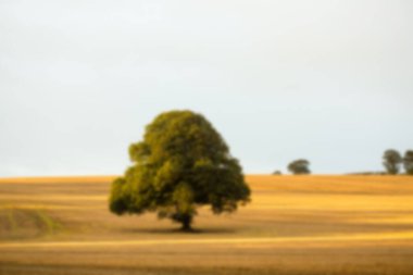 Ağaçlar açık gökyüzüne karşı