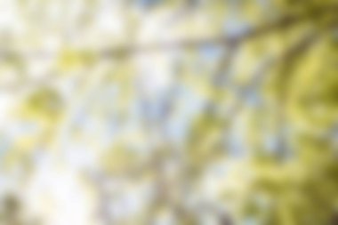 güneşli bir parkta ağaç