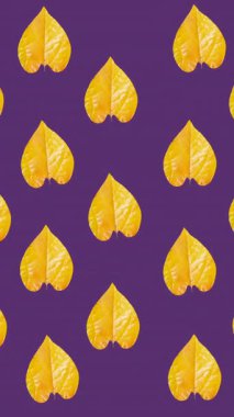 Mor arka planda birden fazla turuncu sonbahar yapraklarının animasyonu. mevsimler, sonbahar, sonbahar, renk ve doğa konsepti dijital olarak oluşturulmuş video.