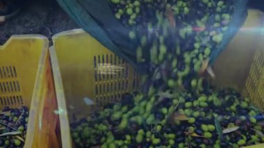Konteynır kıvrılıyor ve zeytinleri sarı sandığa döküyor ve hasat için yanıp sönüyor. Tarım, hasat, gıda üretimi, işleme, makineler, doğal, çevre dostu