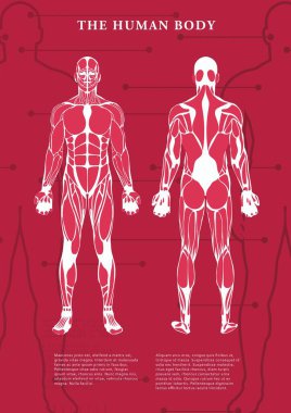 Digitally generated image of poster of human body structure