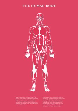 Beyaz zemin üzerinde insan vücudunun dijital olarak oluşturulmuş görüntüsü