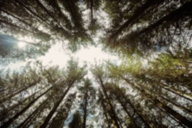 Ormandaki ağaçların hemen altında.