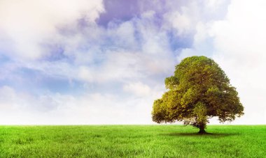Yalnız yapraklı ağaç, düz tasarımla bulutlu parlak gökyüzünün altında çimenli düzlüklerde duruyor. Doğa, manzara, sükunet, sükunet, pastoral, eko, açık hava