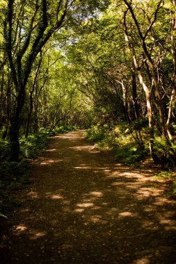 Düz tasarım orman patikası eğrelti otları ve yaprak çöpleriyle dolambaçlı toprak patika içerir. Doğa, vahşi doğa, macera, keşif, dinginlik, yeşillik, kırsal