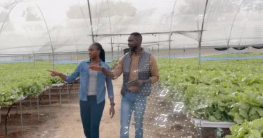 Elinde tablet olan bir adamla yürüyen bir kadın hidroponik sera bitkilerini tarıyor ve verileri örtüyor. Tarım, modernleşme, teknoloji, çevre, yenilik, araştırma, sürdürülebilirlik