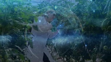 Bilim adamı serada yürüyor, ilaçlama şişesi sıkıyor ve ekin araştırmaları için domates asmaları sergiliyor. Botanikçi, bahçıvanlık, yenilik, sürdürülebilirlik, tarım, tarım, bilimsel