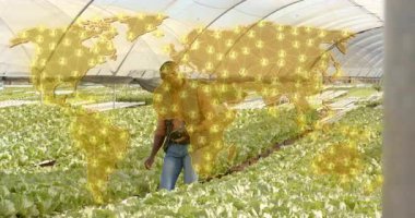 Çiftlik işçisi seraya giriyor altın haritalı ve sütunlu marul yataklarını teftiş ediyor. Tarım, sürdürülebilirlik, yenilik, tarım, modern, çevre dostu, teknoloji