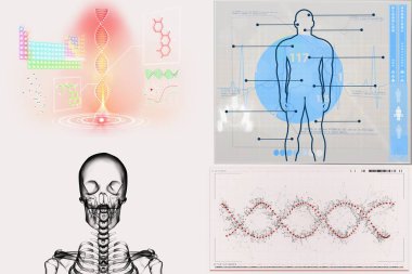 Beyaz arka plana karşı çeşitli tıbbi bilgilere sahip insan iskeleti.