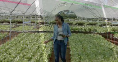 Bahçecilik tıkırtısı tableti sera marullarını incelerken animasyon verilerini gösteriyor. Bahçıvanlık, tarım, kentsel tarım, hassas tarım, sürdürülebilirlik, çevre dostu, modern